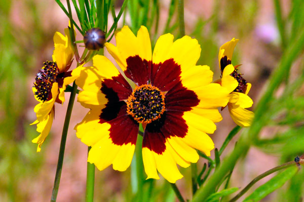 flower and bee